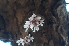 Dendrobium microbulbon